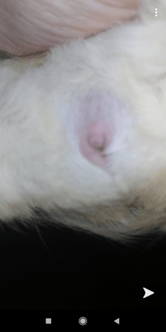 Le sexe de mon cochon d'inde