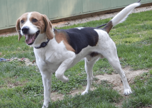 Chien beagle qui se sauve