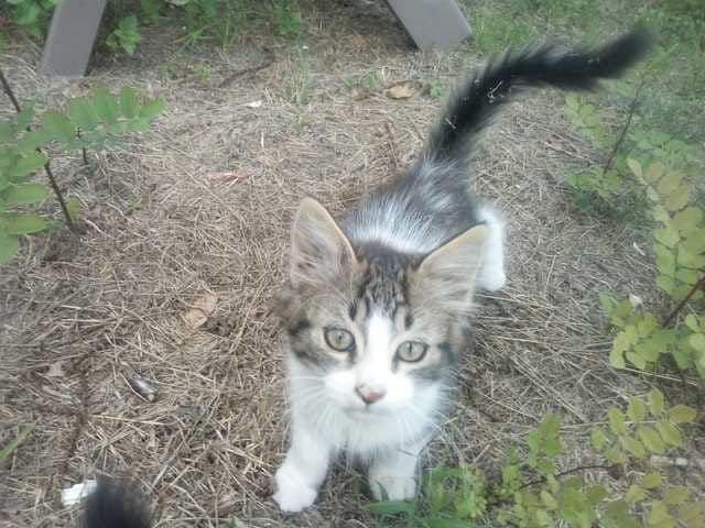 Est ce que ces chatons auront le poils Long?