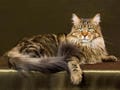 comment nourrir son chat adulte mais aussi jeune ?