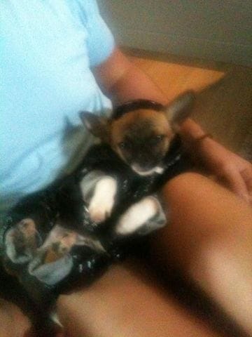 Conseil Attitude des chihuahuas 