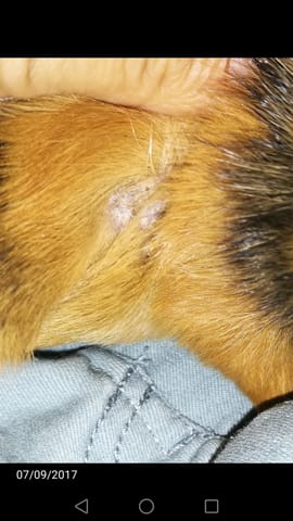 Dermatose ?