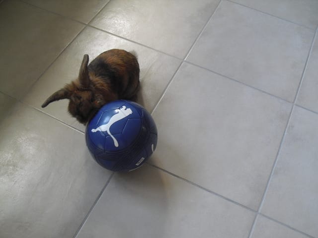 Lapin adulte devient malpropre