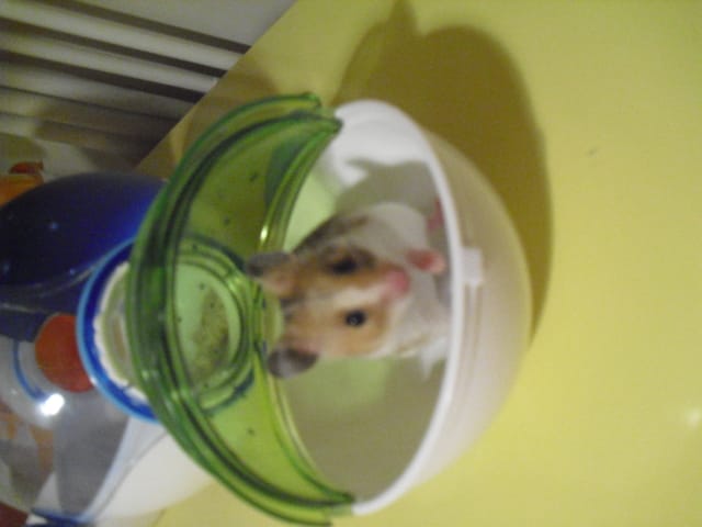 Chanelle mon hamster s'est en allée ;(