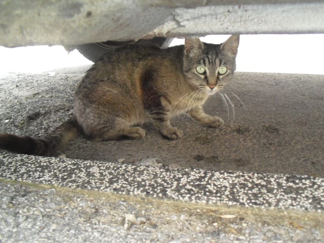 Chat errant