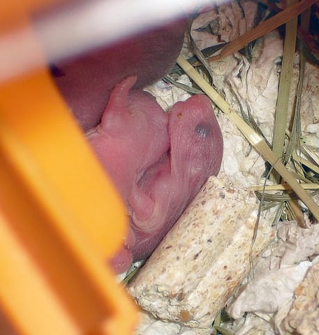 photos des bébés hamsters