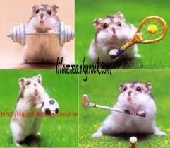 Parlons de nos amis les hamsters :)