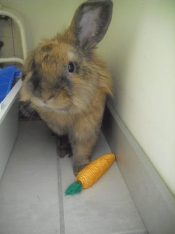 Des nouvelles de mon lapin Chouchou