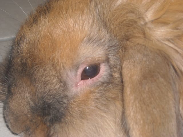 Chouchou
