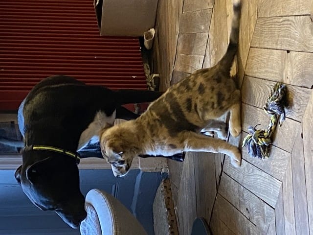 Quelles races de chien compose notre louloute??