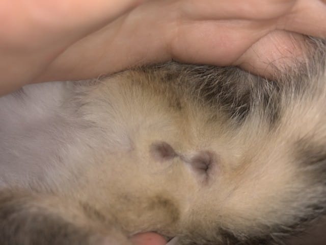 Chat femelle ou mal? Help!!