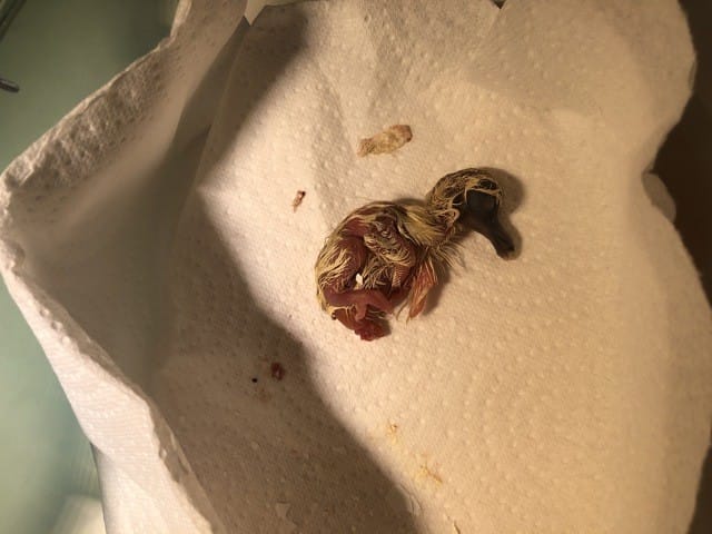 Comment s’occuper d’un oisillon après la naissance ?