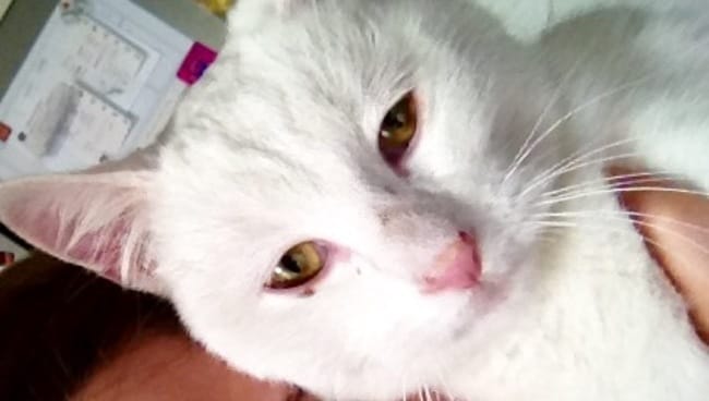 Présentation de mes chats