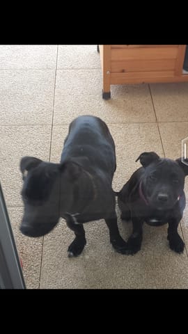 Le poids et l'aspect de mon chien m'inquiète