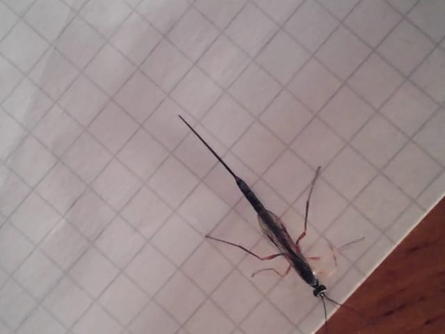 c'est quoi cet insecte