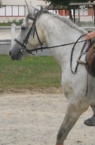 equipement cheval
