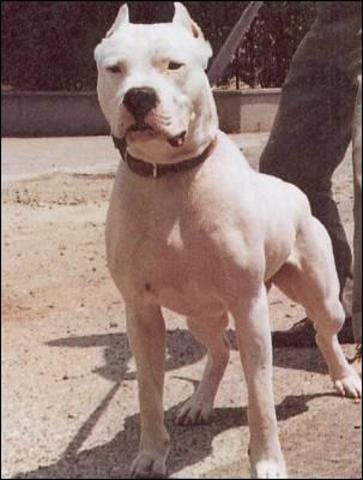 Bulldog Americain ?