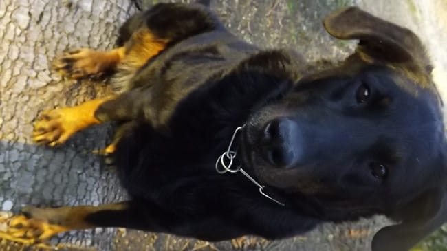 petite question bizzard