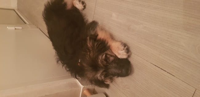 Race de mon Chien