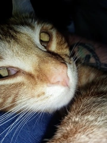 Tâches orangées nez de mon chat