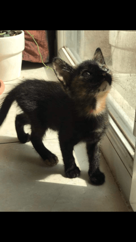 chaton qui deviens hystérique quand on mange