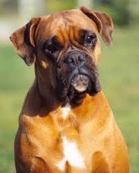 Mon chien, un boxer