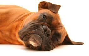 Poésie pour boxer... LUTTER CONTRE LES CHIENS ABANDONNES