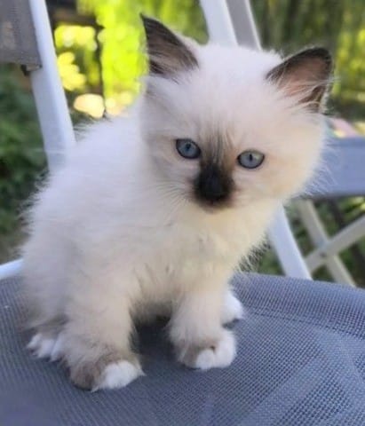 Chatonne sacrée de birmanie