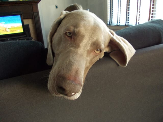 le plus beau chien que j'ai vue ...