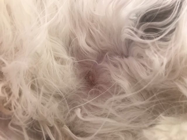Tâches autour des mamelles de mon chat