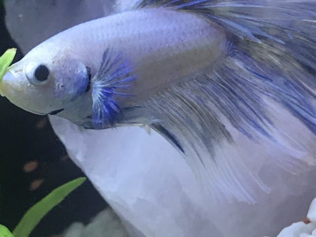 Mon combattant a une particule noire qui sort de ces branchies. Est ce normal ?