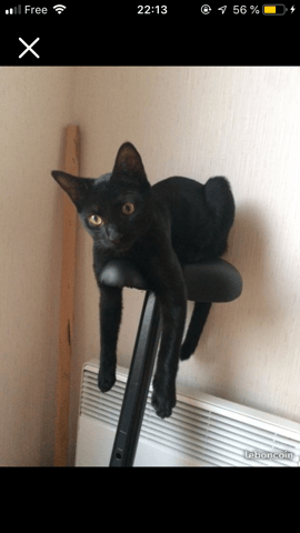 De quel race est mon chat