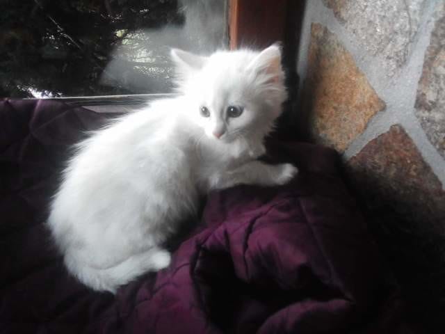 Comment savoir si un chat aura les poils longs ou courts