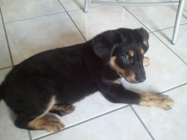 A adopter chiot type beauceron