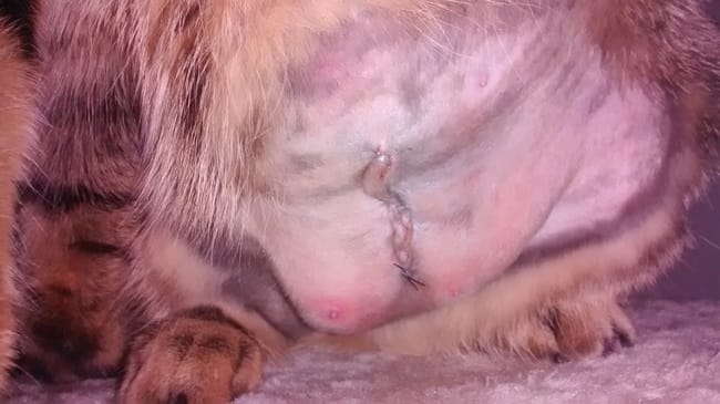 Cicatrices bas ventre