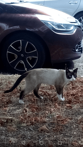 Chat qui vient sur mon lieu de travail--votre avis