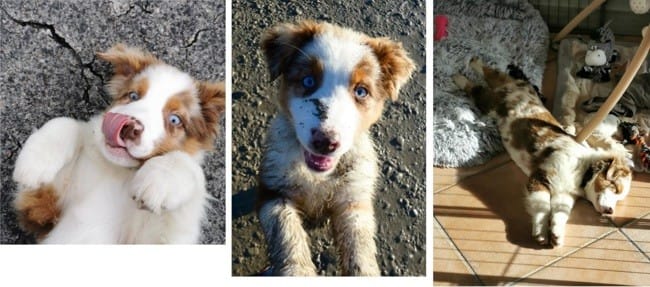 Sorties chiens sur Villeurbanne et autour de Lyon