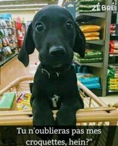 Aidez moi a trouver la race de se chiot