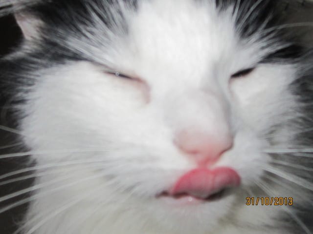 concours photo thème :  grimaces