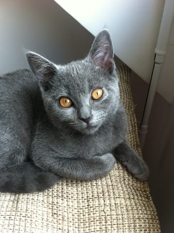 Chaton malade