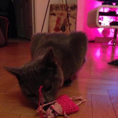 Vaccin contre la rage