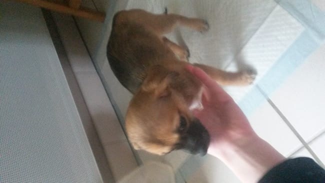 Quelle Gabarit une fois adulte ?