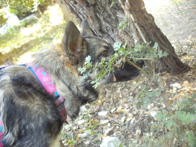 Les plus belle photo de vos chiens