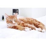 Les plus belles photo de vos chats