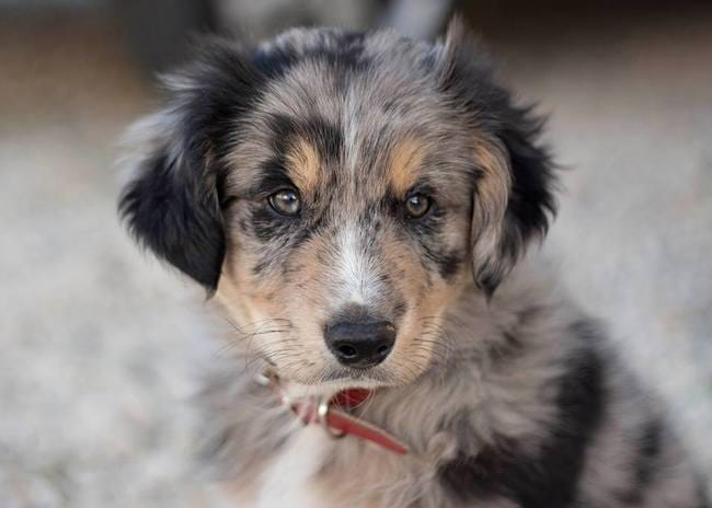 Habituer un chiot à la laisse