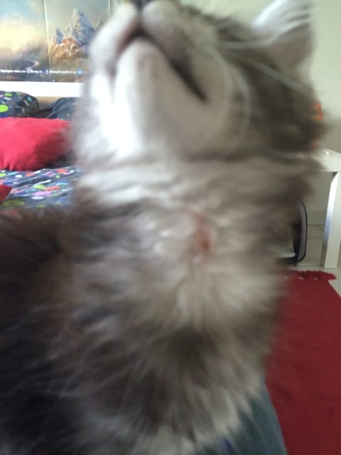 Irritation bénigne cou chaton ?