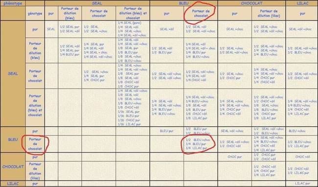 Patrons et couleurs du radgoll