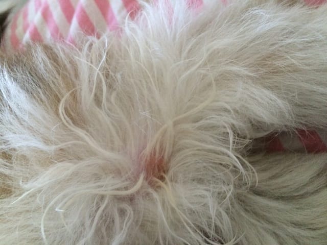 Chiot a un boutons gonfler et pas de poil sur la pâte