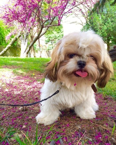 Aider moi Loocky doit se faire opérer du cœur l'opposition coûte 1500 € je suis très triste