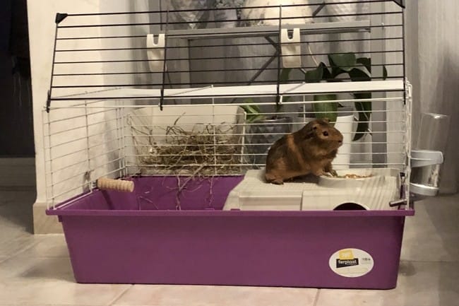 présentation animaux